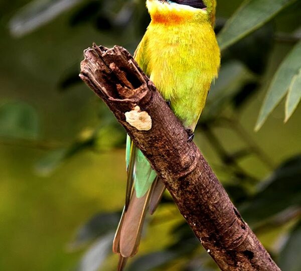 Blue Tailed Bee Eater - Uda Walawe National Park