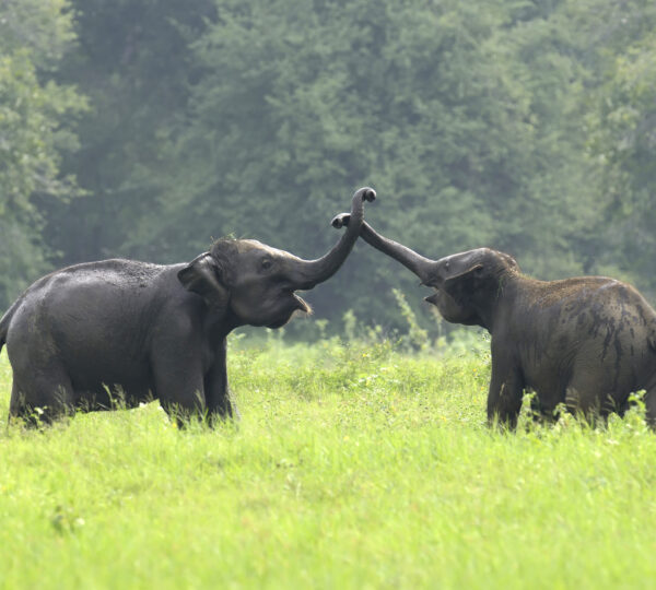 Elephants in National Park of Sri Lanka